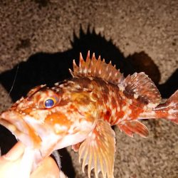 今日もガッシーのみ